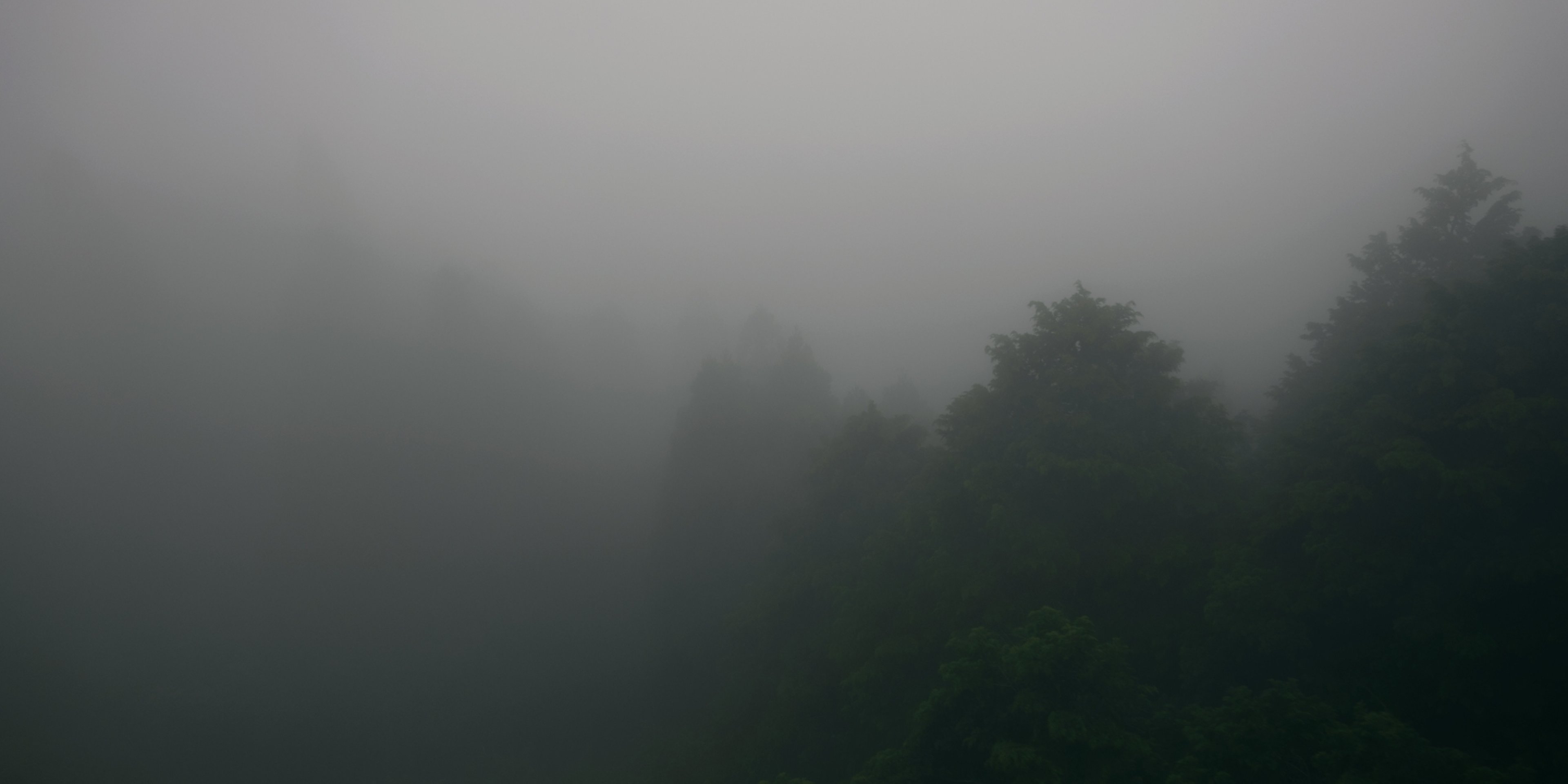 A photo of a misty forest